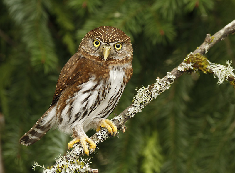 Northern Pygmy Owl with intense look perched on a branch by Jared Hobbs
