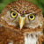 Northern Pygmy Owl