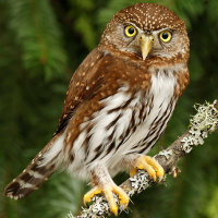 Northern Pygmy Owl