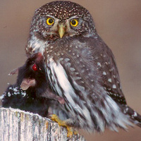 Northern Pygmy Owl