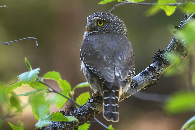 Rear view of a Northern Pygmy Owl looking back by Kameron Perensovich