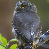 Northern Pygmy Owl