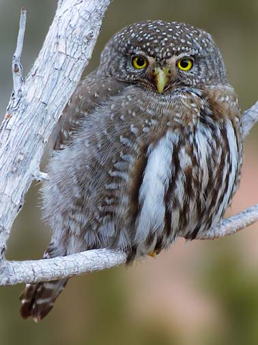 A relaxed Northern Pygmy Owl perched on a small branch by Ken Rush