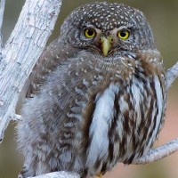 Northern Pygmy Owl