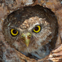 Northern Pygmy Owl