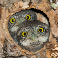 Northern Pygmy Owl