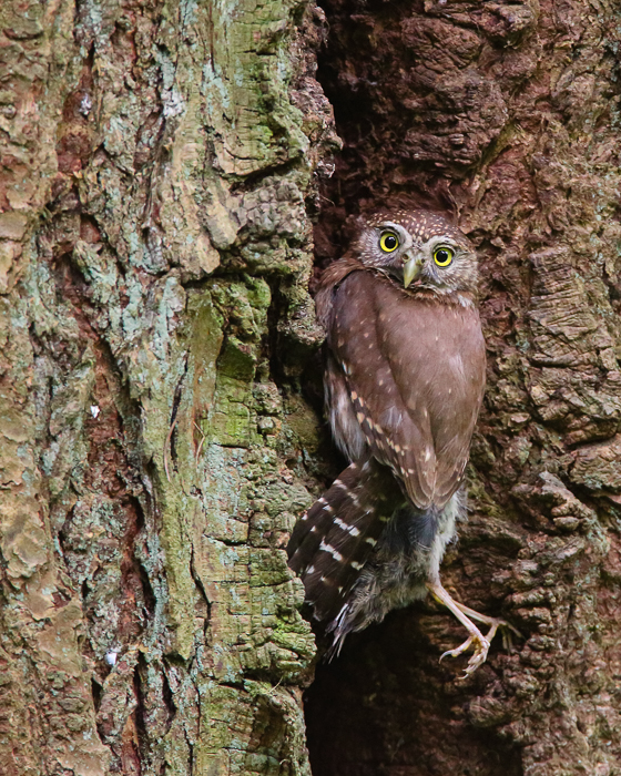 Northern Pygmy Owl on the side of a tree with captured bird by Scott Carpenter