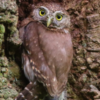 Northern Pygmy Owl