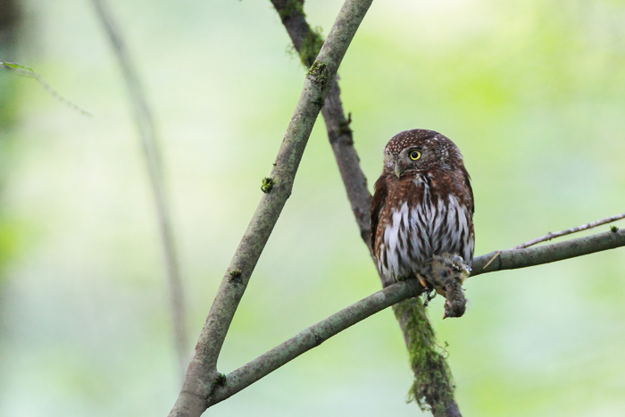 Northern Pygmy Owl perched on a branch holding captured bird by Scott Carpenter