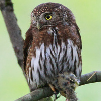 Northern Pygmy Owl