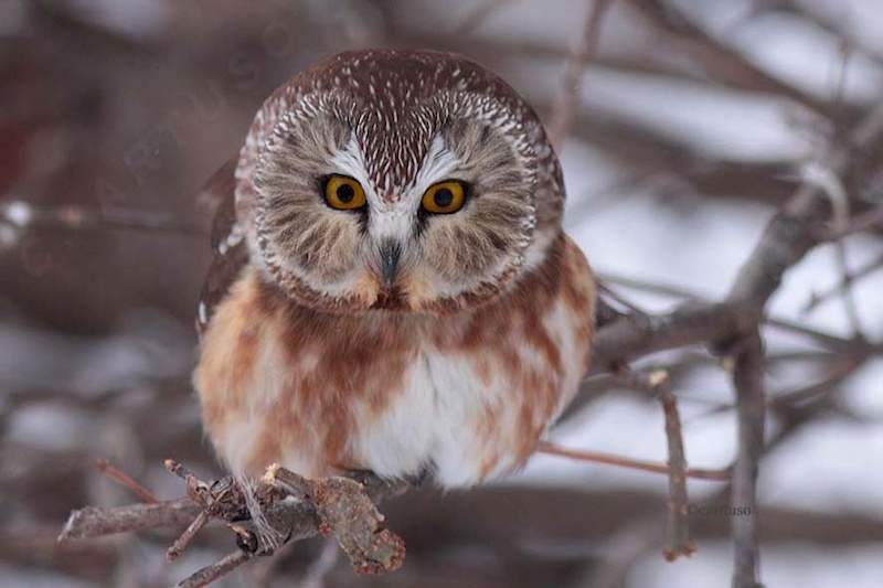 Northern Saw-whet Owl staring intently from a sparse branch  by Christian Artuso