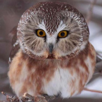 Northern Saw-whet Owl