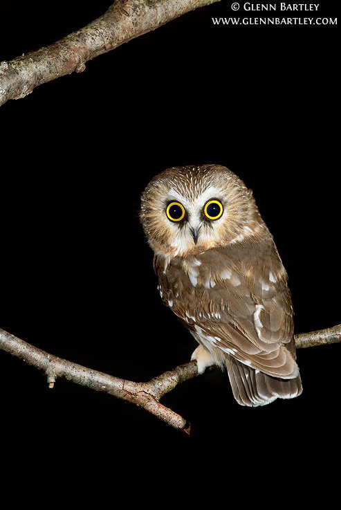 Rear view of a Northern Saw-whet Owl looking back at us by Glenn Bartley