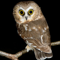 Northern Saw-whet Owl