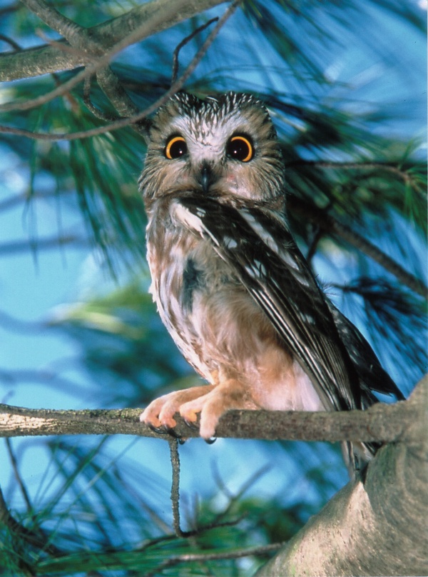 Northern Saw-whet Owl high in a tree at daytime by Herm Wallace