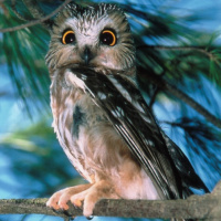 Northern Saw-whet Owl