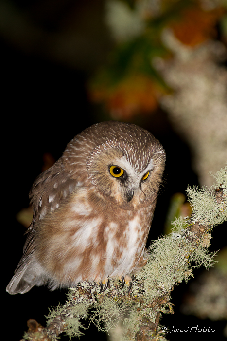 Northern Saw-whet Owl perched on a lichen covered branch at night by Jared Hobbs