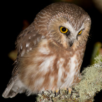 Northern Saw-whet Owl