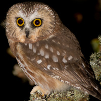 Northern Saw-whet Owl