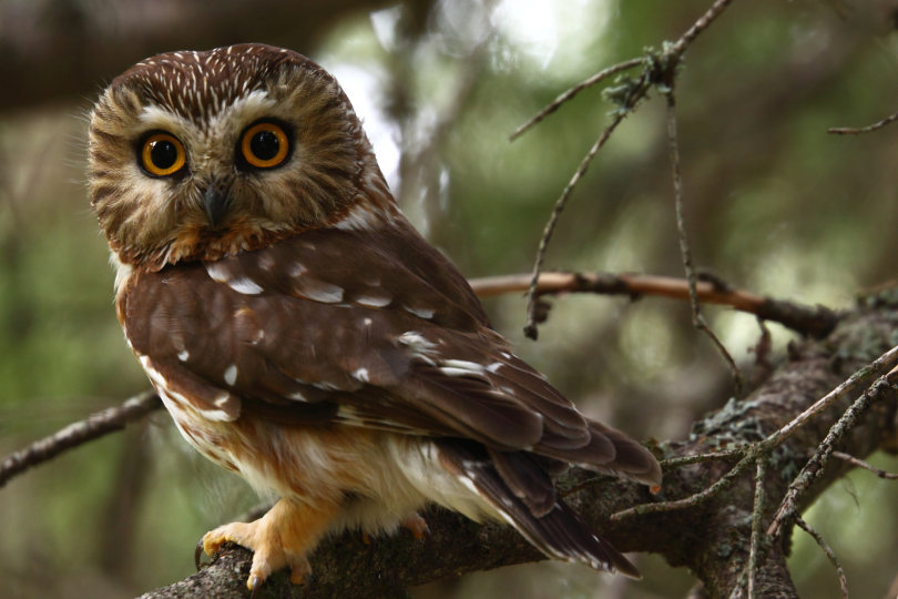 Close side view of a Northern Saw-whet Owl looking at us by Kameron Perensovich