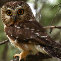 Northern Saw-whet Owl