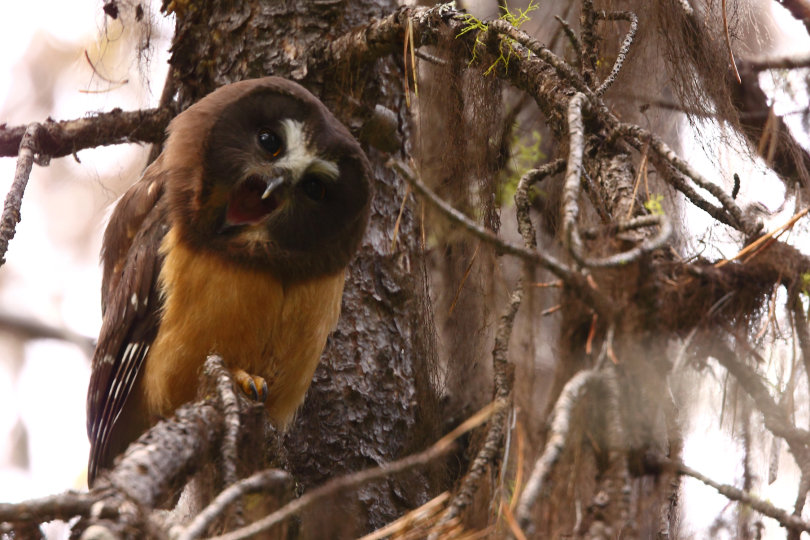 Young Northern Saw-whet Owl with its mouth wide open by Kameron Perensovich