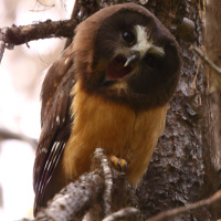 Northern Saw-whet Owl