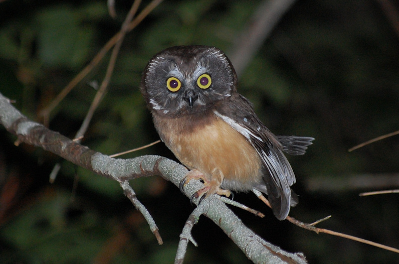 Young Northern Saw-whet Owl perched on a branch at night by Kristian Skybak