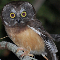 Northern Saw-whet Owl