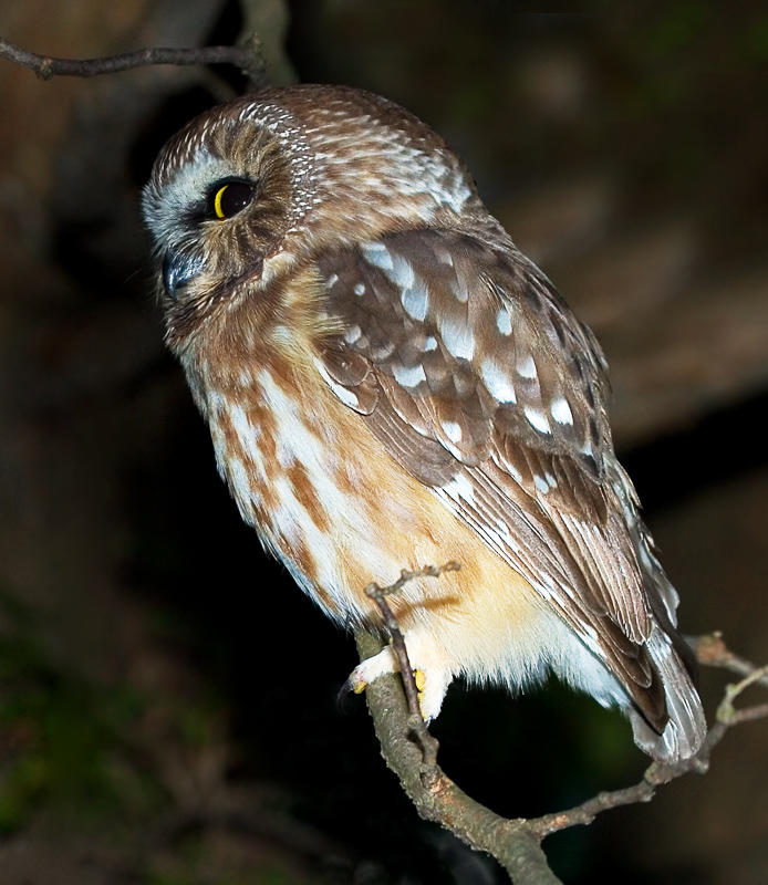Close side view of a Northern Saw-whet Owl by Rachel Bilodeau