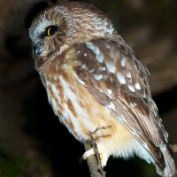 Northern Saw-whet Owl