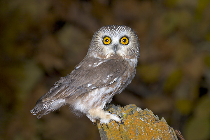 Northern Saw-whet Owl perched on a wooden post by Rick & Nora Bowers