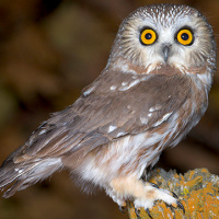 Northern Saw-whet Owl