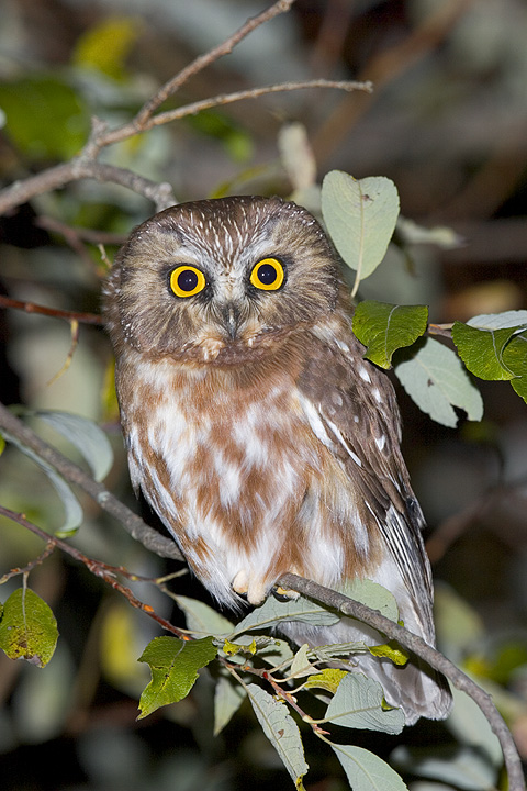 Northern Saw-whet Owl perched on a tiny branch at night by Rick & Nora Bowers