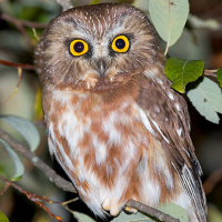 Northern Saw-whet Owl