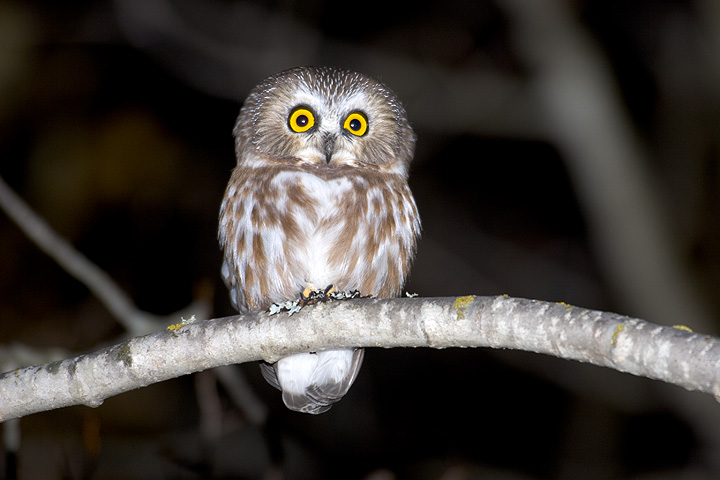 Wide-eyed Northern Saw-whet Owl perched on a curved branch at night by Rick & Nora Bowers