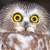 Northern Saw-whet Owl