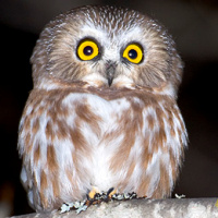 Northern Saw-whet Owl