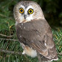 Northern Saw-whet Owl