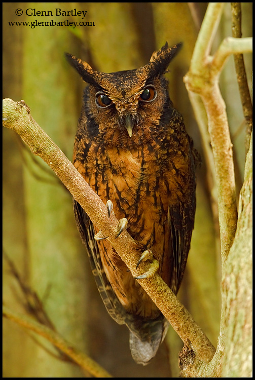Close frontal view of a Tawny-bellied Screech Owl on a small branch by Glenn Bartley