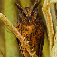 Tawny-bellied Screech Owl