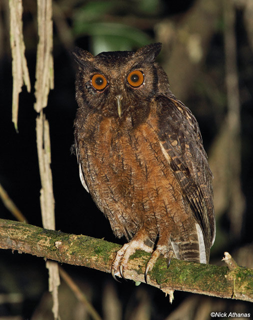 Close view of a Tawny-bellied Screech Owl perched on a branch at night by Nick Athanas
