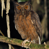 Tawny-bellied Screech Owl