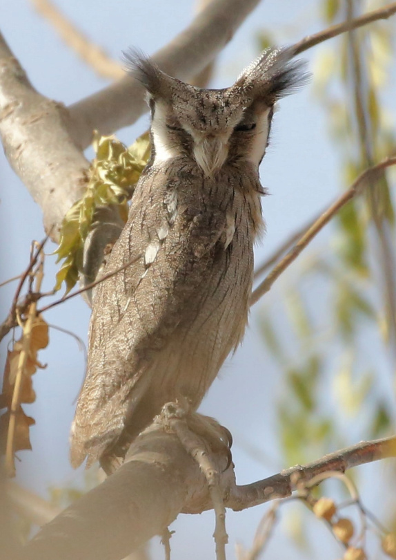 Side view of a Northern White-faced Owl at roost by Bill Moorhead