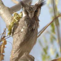 Northern White-faced Owl