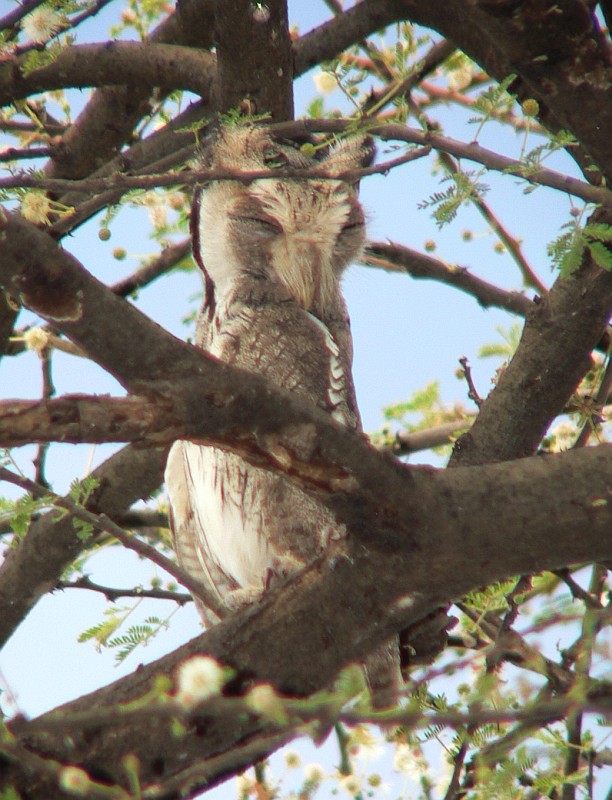 Northern White-faced Owl is obscured at roost by Bruce Marcot