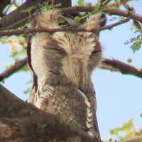 Northern White-faced Owl