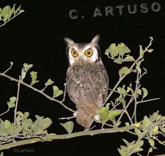 Rear view of a Northern White-faced Owl looking back at us by Christian Artuso