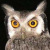 Northern White-faced Owl