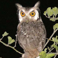 Northern White-faced Owl